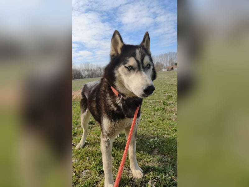 Zorro Husky Fans aufgepasst !!!