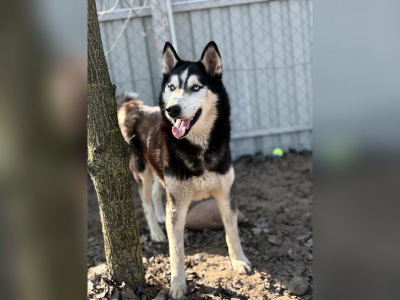 Zorro – bereit für ein neues Kapitel