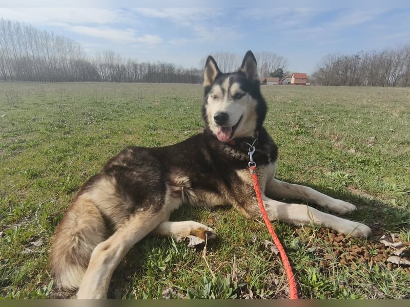 Zorro Husky Fans aufgepasst !!!