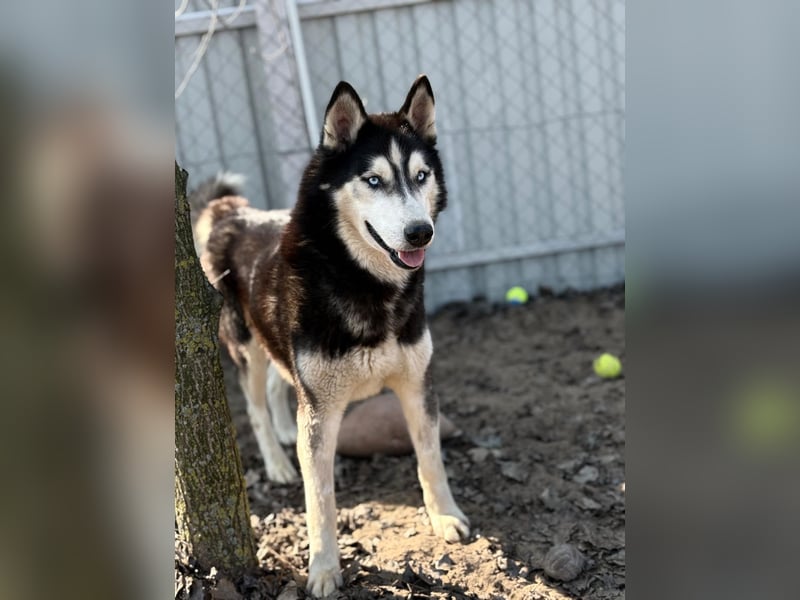 Zorro – bereit für ein neues Kapitel