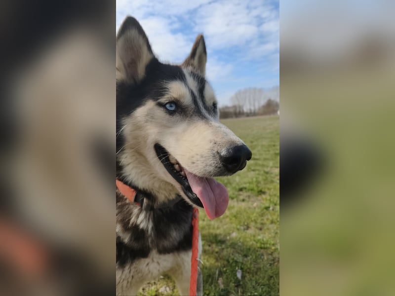 Zorro Husky Fans aufgepasst !!!