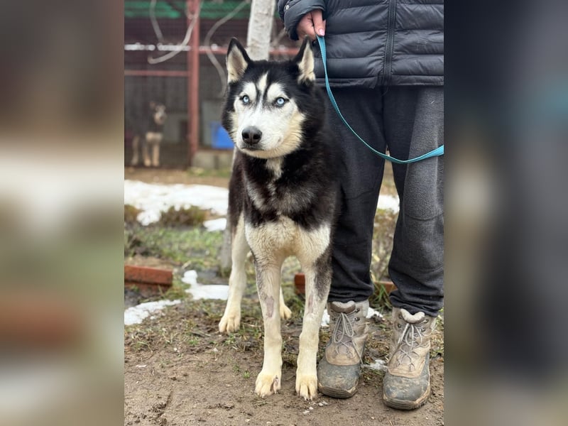 Zorro möchte durchstarten