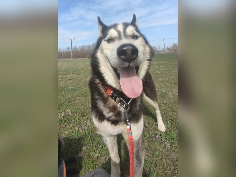 Zorro Husky Fans aufgepasst !!!