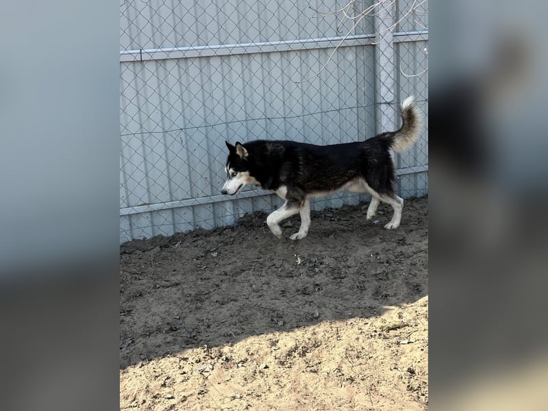 Zorro – bereit für ein neues Kapitel