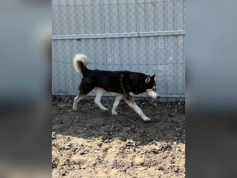 Zorro – bereit für ein neues Kapitel