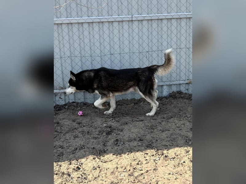 Zorro – bereit für ein neues Kapitel