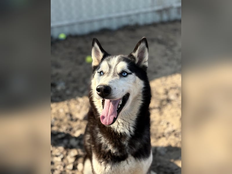 Zorro möchte endlich dazugehören