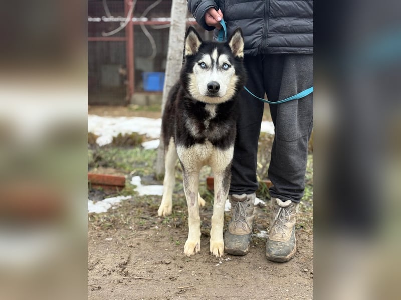 Zorro Husky Fans aufgepasst !!!