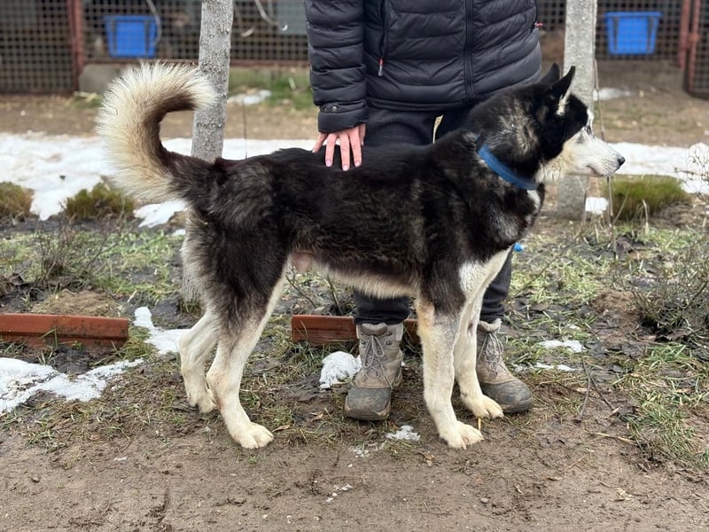 Zorro – bereit für ein neues Kapitel