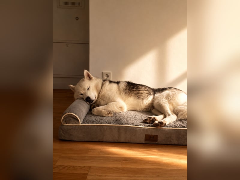 Remus - Wunderschöner, besonderer Husky-Mix sucht seine Familie - Aufenthaltsort Kolbingen/D
