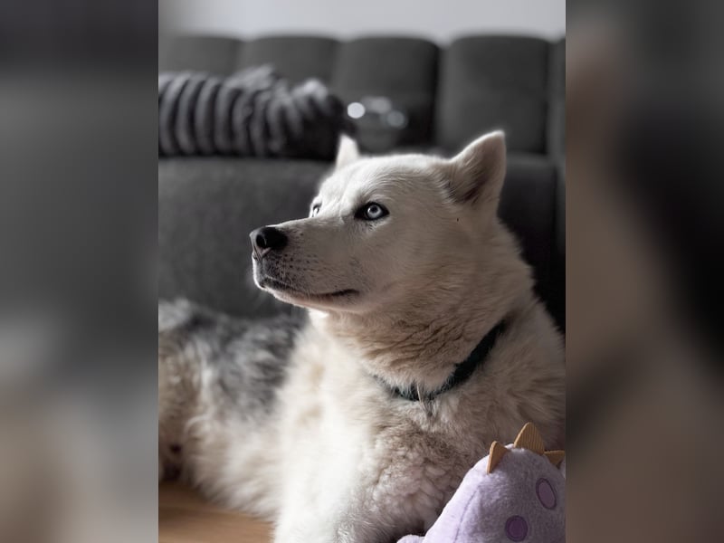 Remus - Wunderschöner, besonderer Husky-Mix sucht seine Familie - Aufenthaltsort Kolbingen/D