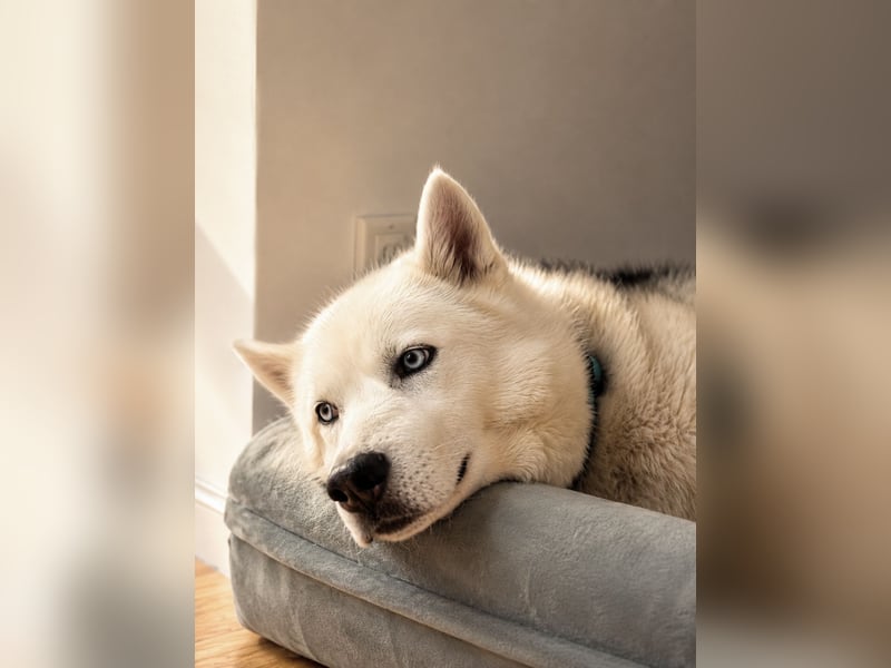 Remus - Wunderschöner, besonderer Husky-Mix sucht seine Familie - Aufenthaltsort Kolbingen/D