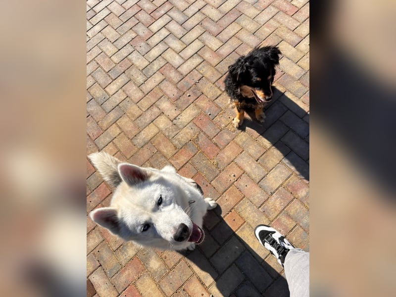 Remus - Wunderschöner, besonderer Husky-Mix sucht seine Familie - Aufenthaltsort Kolbingen/D