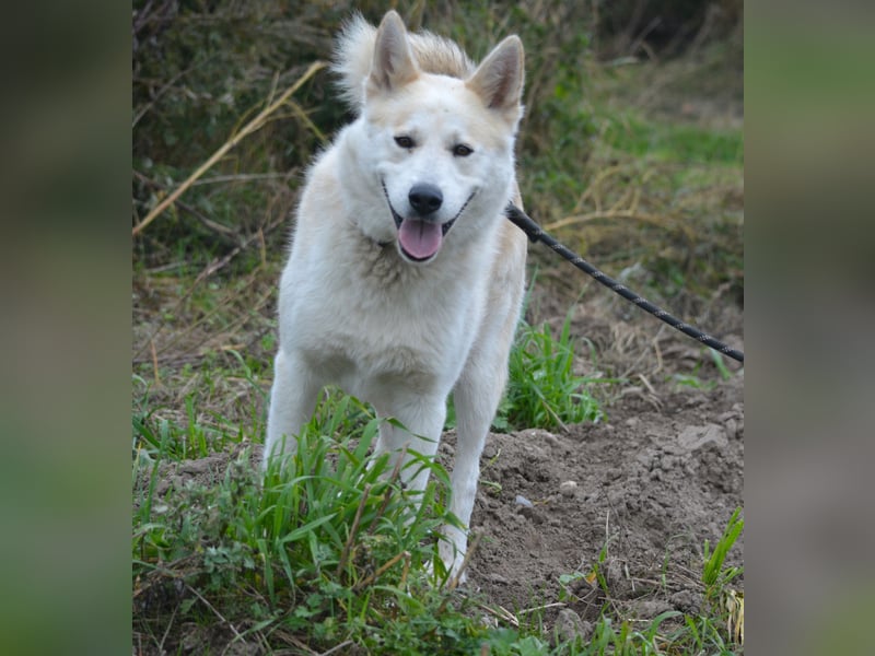 Pablo, aktiver, sehr menschengezogener Husky-Mix, ca. 2022 geboren