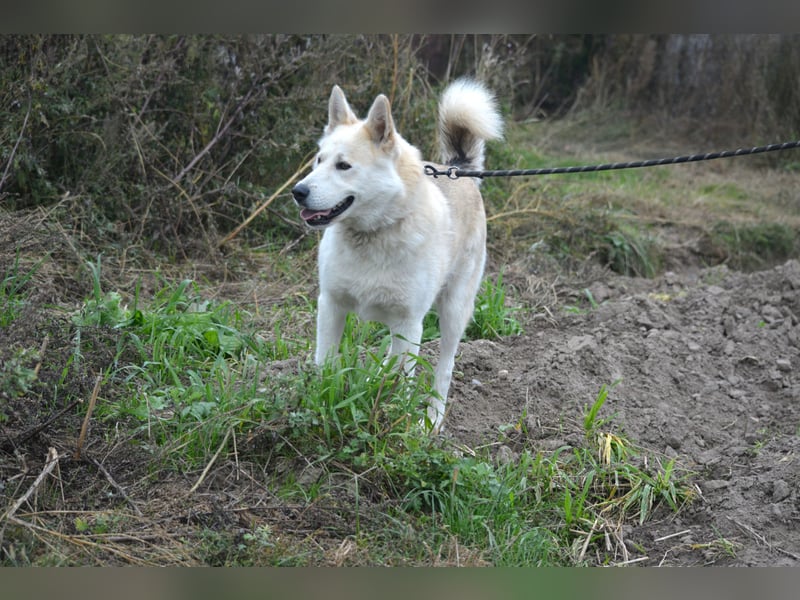 Pablo, aktiver, sehr menschengezogener Husky-Mix, ca. 2022 geboren