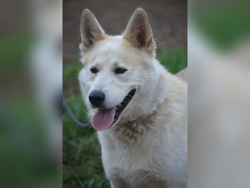 Pablo, aktiver, sehr menschengezogener Husky-Mix, ca. 2022 geboren