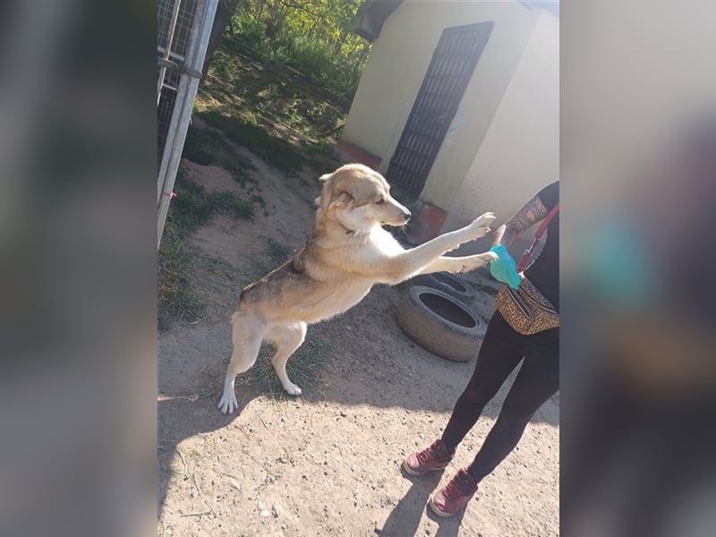 Queen Latifah, Huskymix sucht ihre Menschen