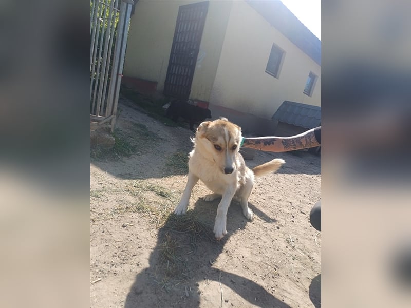 Queen Latifah, Huskymix sucht ihre Menschen