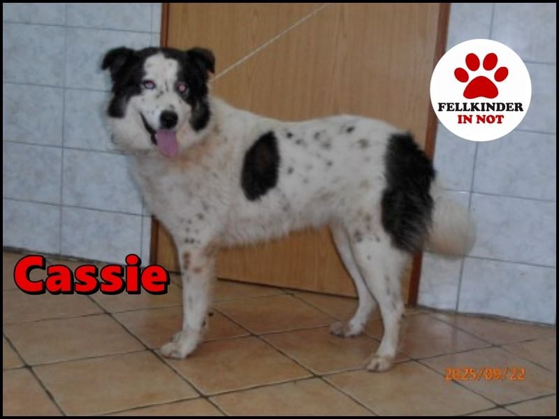hübsche große Husky-Tornjak Mischlings-Hündin Cassie sucht ....