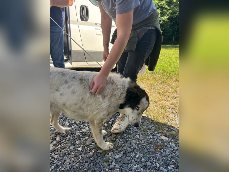 hübsche große Husky-Tornjak Mischlings-Hündin Cassie sucht ....