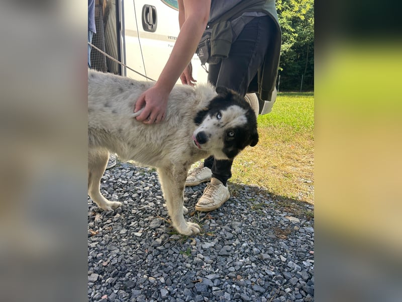 hübsche große Husky-Tornjak Mischlings-Hündin Cassie sucht ....