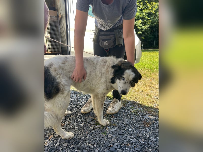 hübsche große Husky-Tornjak Mischlings-Hündin Cassie sucht ....