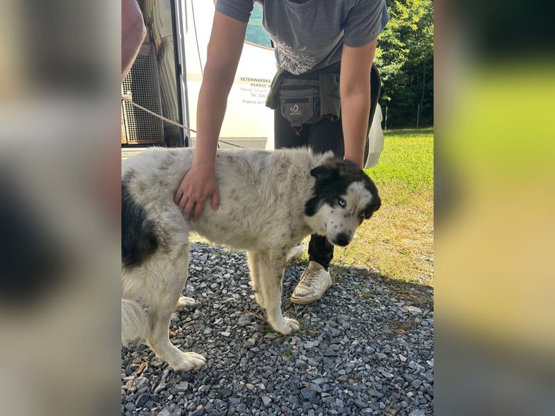 hübsche große Husky-Tornjak Mischlings-Hündin Cassie sucht ....