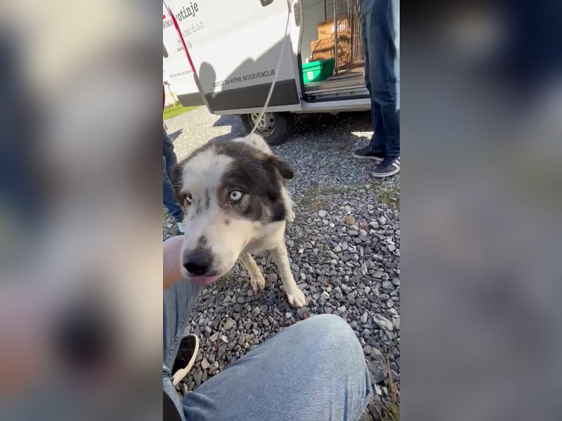 hübsche große Husky-Tornjak Mischlings-Hündin Cassie sucht ....