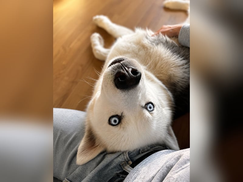 Remus - Wunderschöner, besonderer Husky-Mix sucht seine Familie - Aufenthaltsort Kolbingen/D