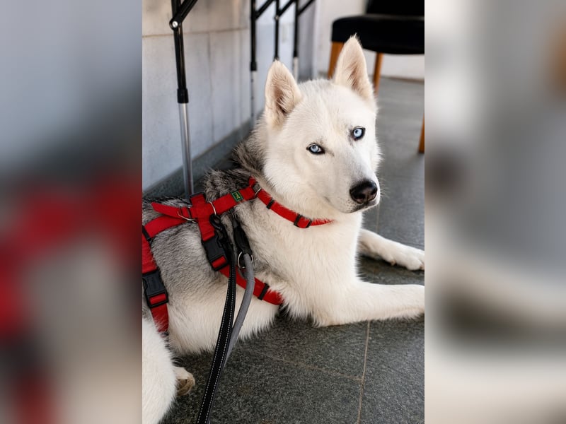 Remus - Wunderschöner, besonderer Husky-Mix sucht seine Familie - Aufenthaltsort Kolbingen/D
