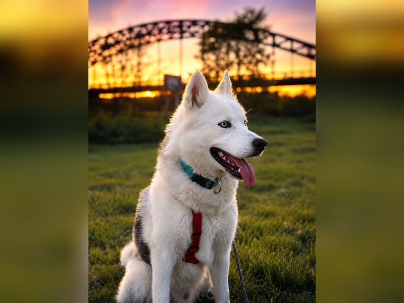 Remus - Wunderschöner, besonderer Husky-Mix sucht seine Familie - Aufenthaltsort Kolbingen/D