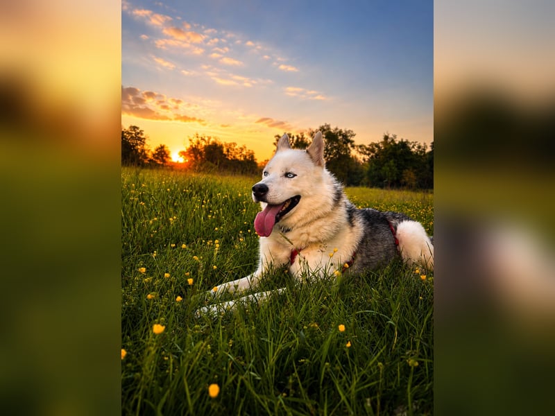 Remus - Wunderschöner, besonderer Husky-Mix sucht seine Familie - Aufenthaltsort Kolbingen/D