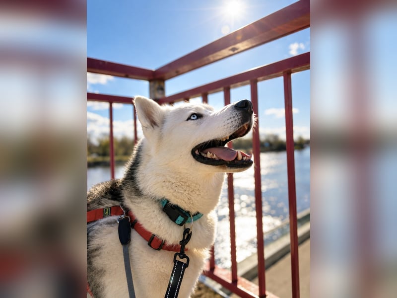 Remus - Wunderschöner, besonderer Husky-Mix sucht seine Familie - Aufenthaltsort Kolbingen/D