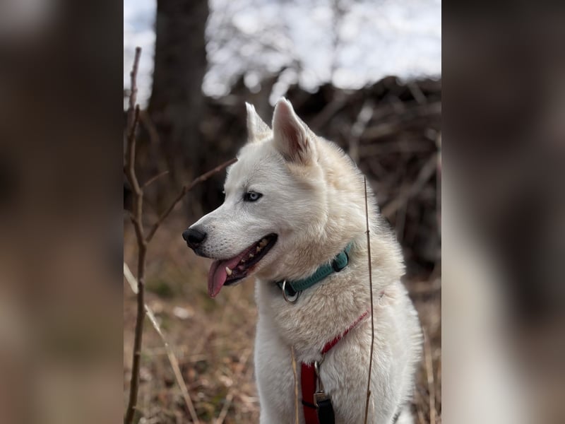 Remus - Wunderschöner, besonderer Husky-Mix sucht seine Familie - Aufenthaltsort Kolbingen/D