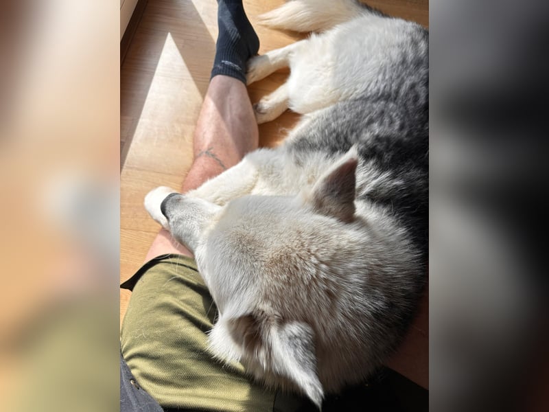 Remus - Wunderschöner, besonderer Husky-Mix sucht seine Familie - Aufenthaltsort Kolbingen/D