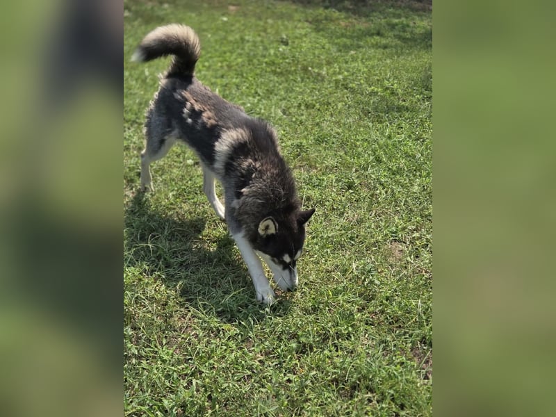 Srtom BE – Ein lebensfroher Husky-Junghund auf der Suche nach seinem Glück 