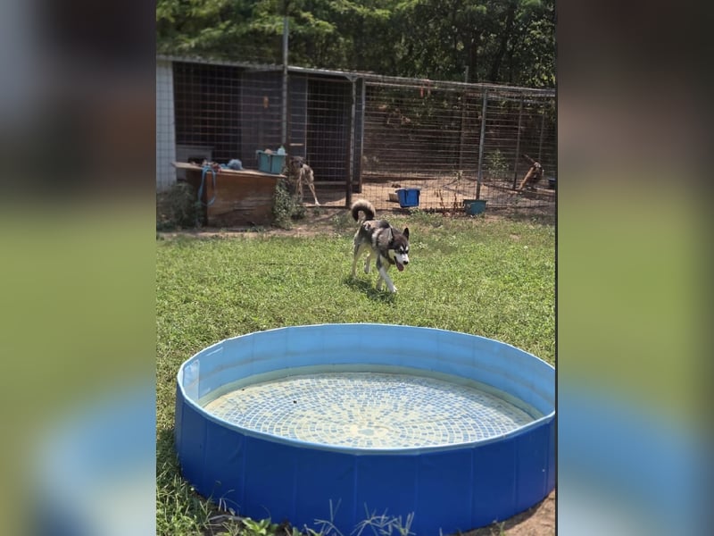Srtom BE – Ein lebensfroher Husky-Junghund auf der Suche nach seinem Glück 