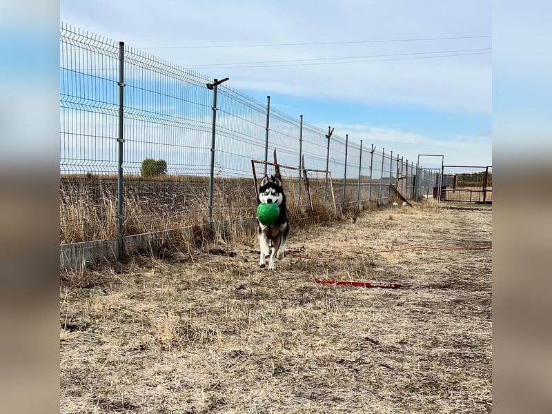 King-Mex – Ein stolzer Husky-Rüde sucht erfahrene Menschen ❄️