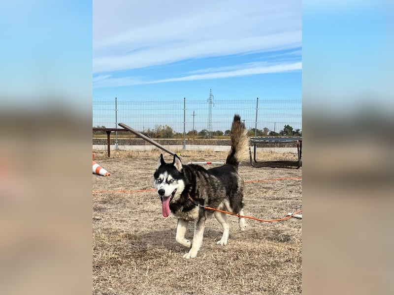 King-Mex – Ein stolzer Husky-Rüde sucht erfahrene Menschen ❄️