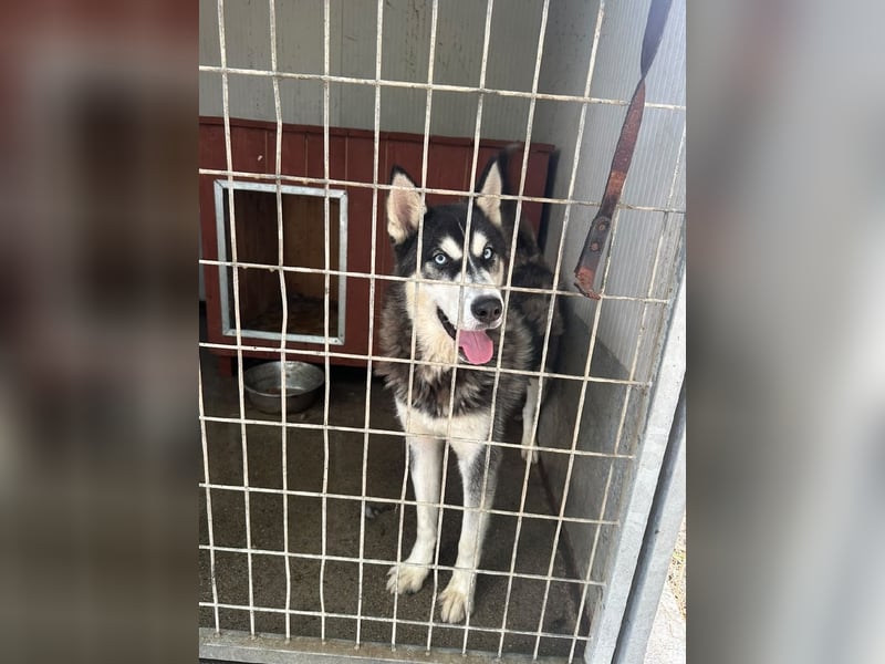 Srtom BE – Ein lebensfroher Husky-Junghund auf der Suche nach seinem Glück 