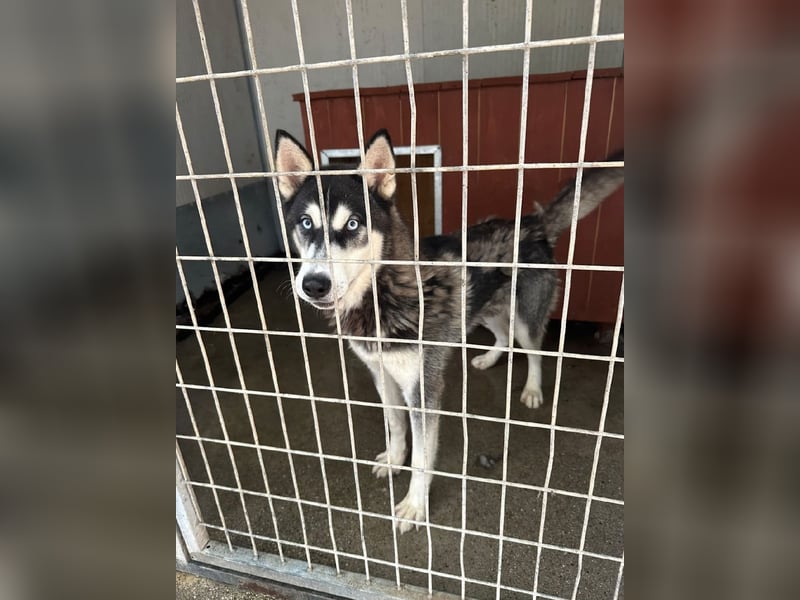 Srtom BE – Ein lebensfroher Husky-Junghund auf der Suche nach seinem Glück 