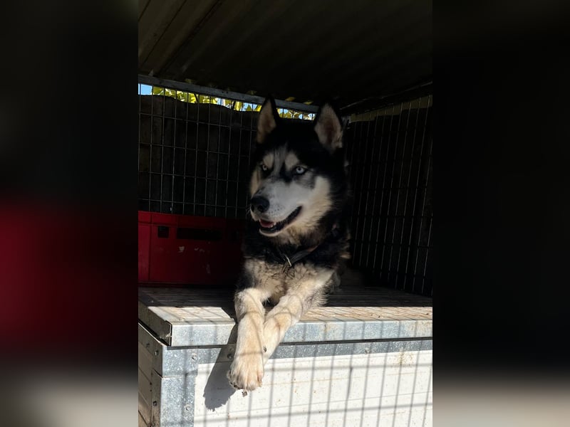 King-Mex – Ein stolzer Husky-Rüde sucht erfahrene Menschen ❄️