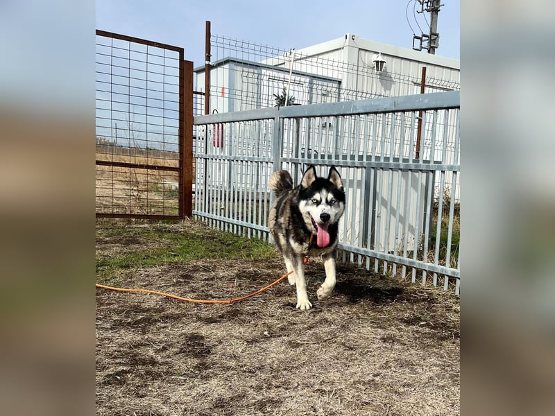 King-Mex – Ein stolzer Husky-Rüde sucht erfahrene Menschen ❄️