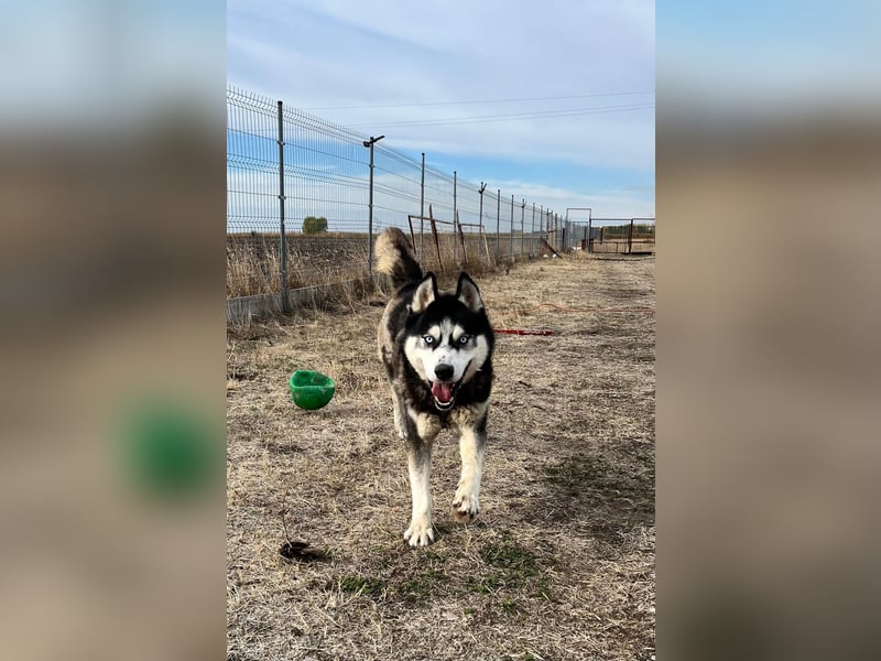 King-Mex – Ein stolzer Husky-Rüde sucht erfahrene Menschen ❄️