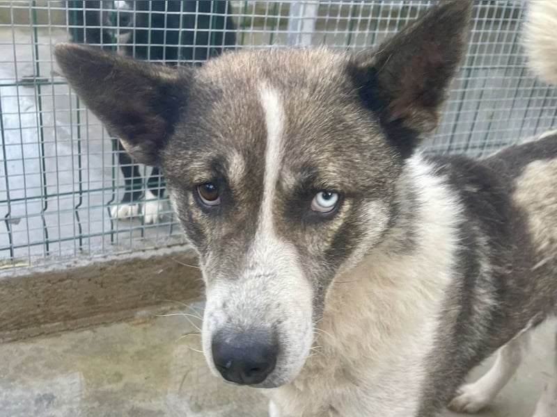 Chicco - sanfter, liebevoller Husky-Mix