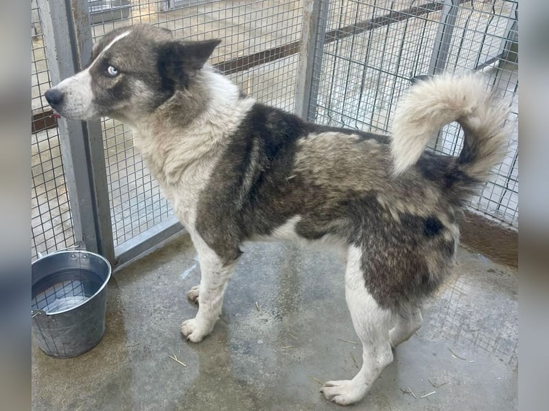 Chicco - sanfter, liebevoller Husky-Mix