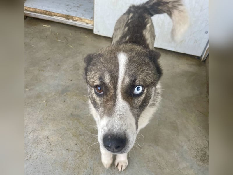 Chicco - sanfter, liebevoller Husky-Mix