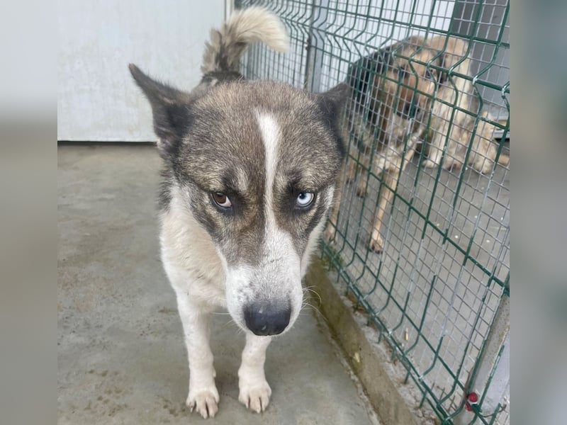 Chicco - sanfter, liebevoller Husky-Mix
