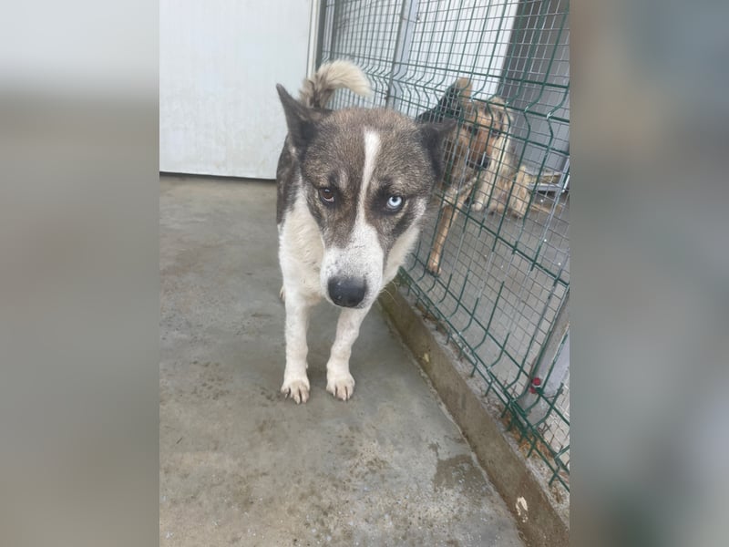 Chicco - sanfter, liebevoller Husky-Mix