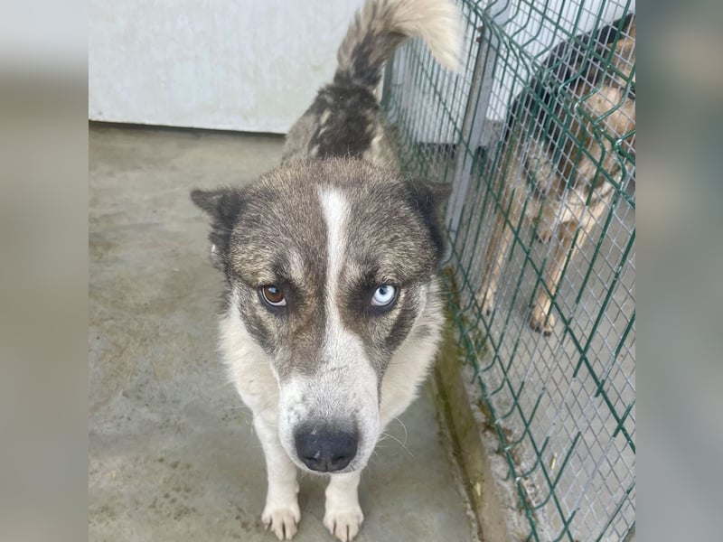 Chicco - sanfter, liebevoller Husky-Mix